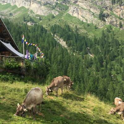 Kühe vor Alpe Magnello